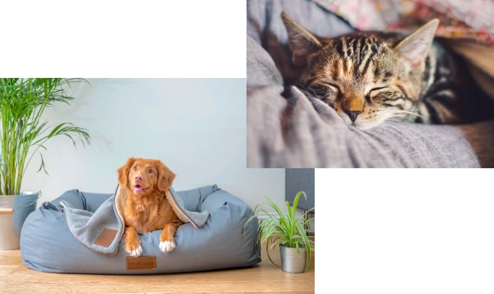 犬の画像