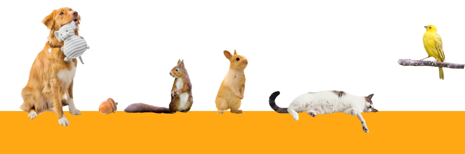 動物の画像