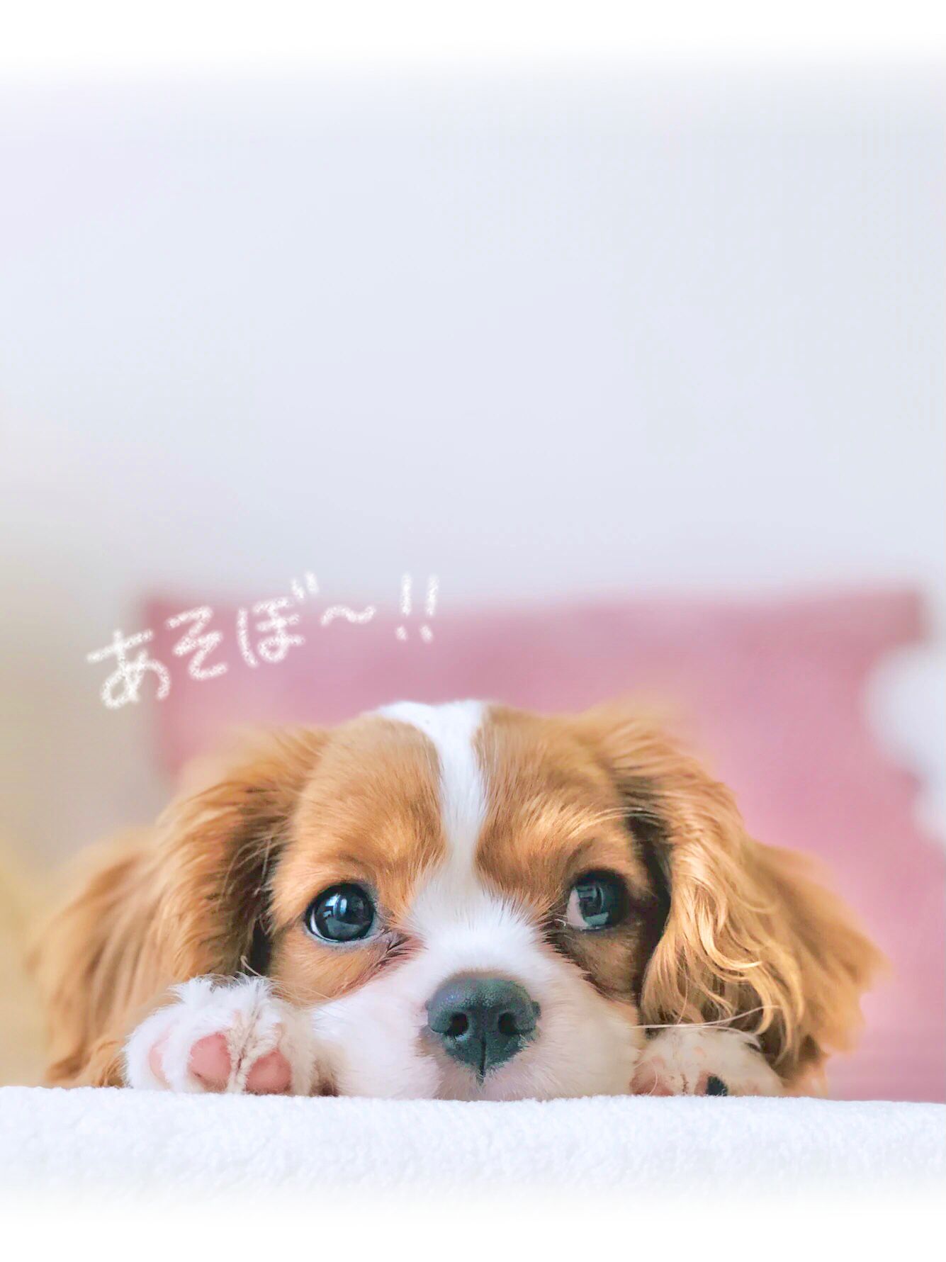 犬の画像