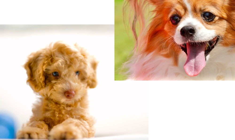 犬の画像